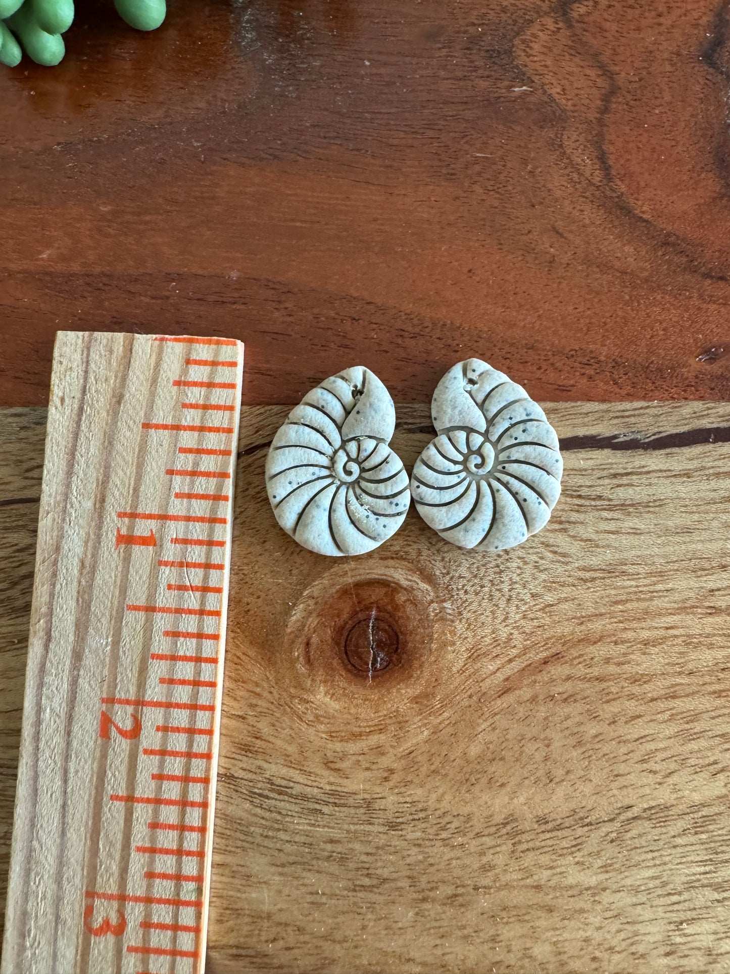 Nautilus Shell Pair