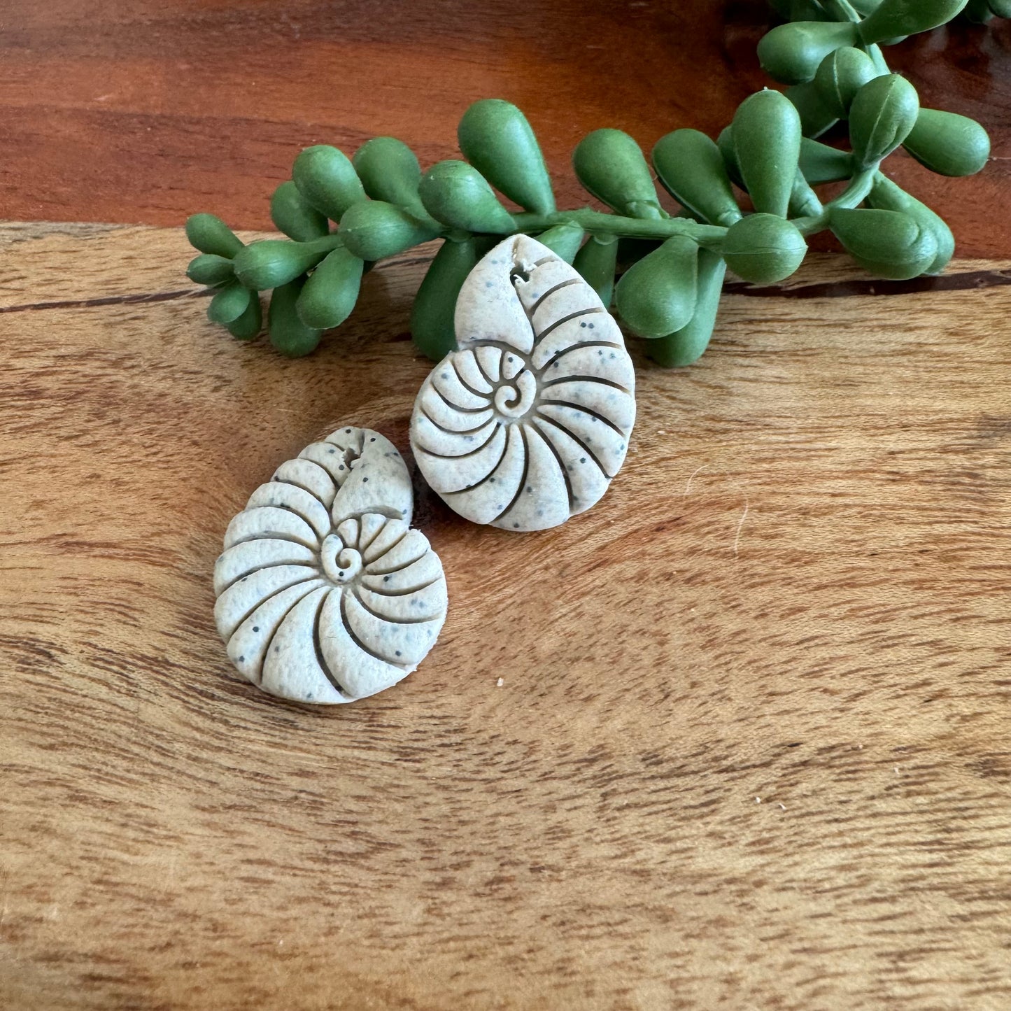 Nautilus Shell Pair