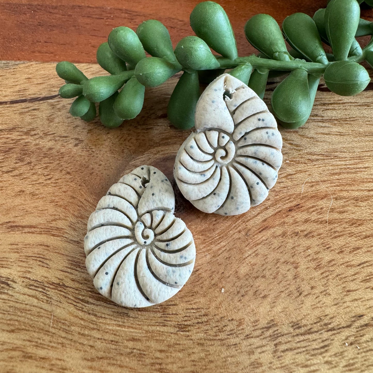 Nautilus Shell Pair